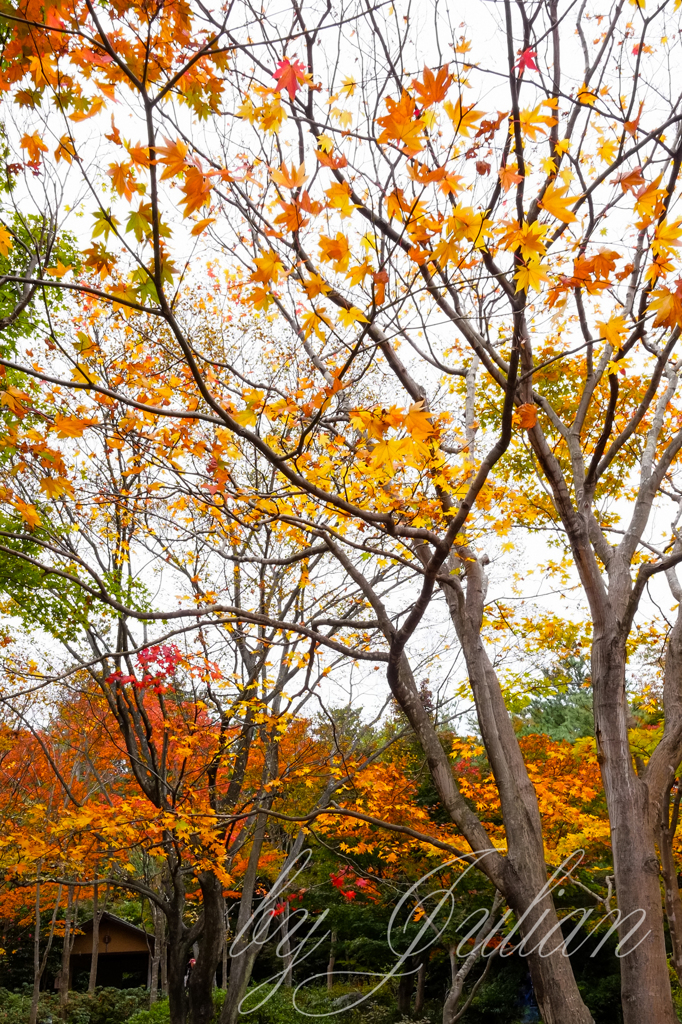 昭和記念公園の紅葉