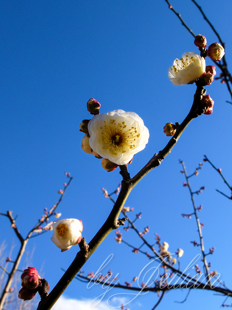 羽根木公園