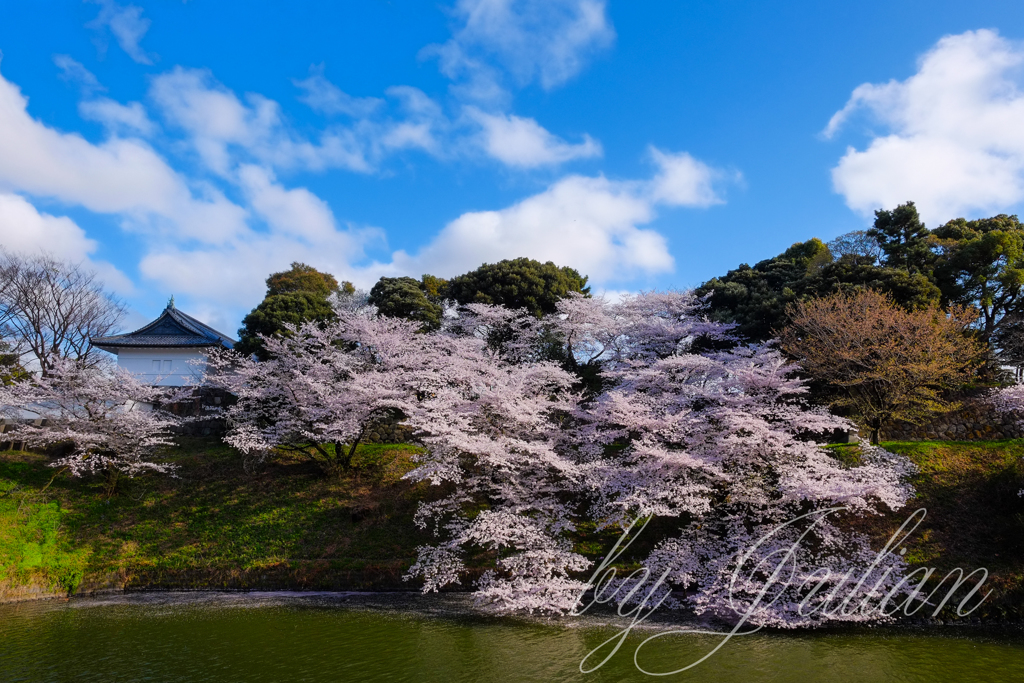 千鳥ヶ淵にて