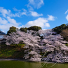 千鳥ヶ淵にて