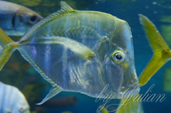 水族館にて