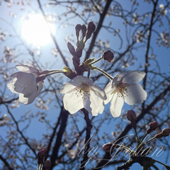 サクラサク　目黒川にて