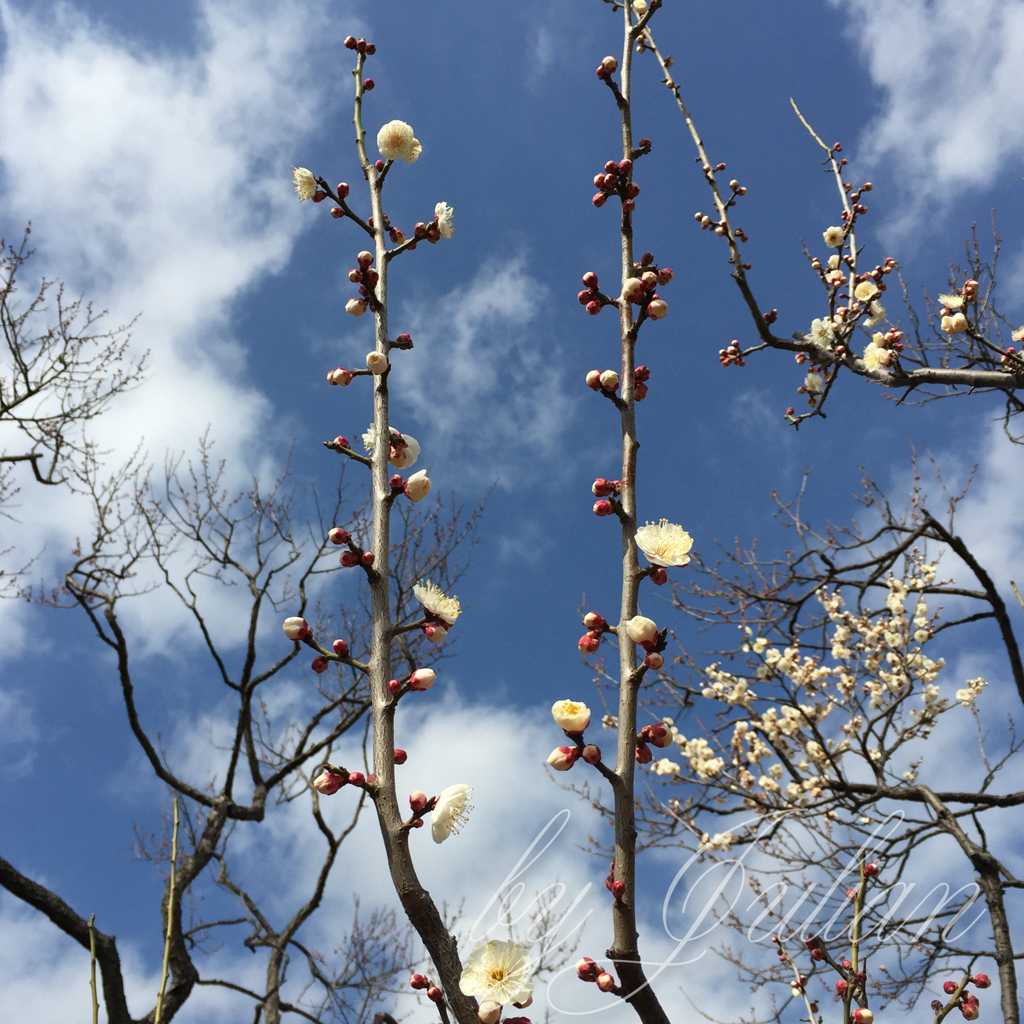 梅と青空