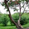 DSCF5862