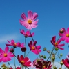 DSCF6658