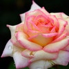 DSCF5783
