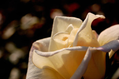 薔薇２