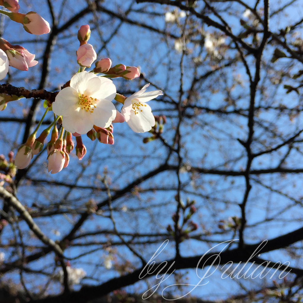 サクラサク　目黒川にて