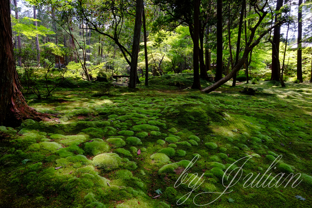 苔寺にて