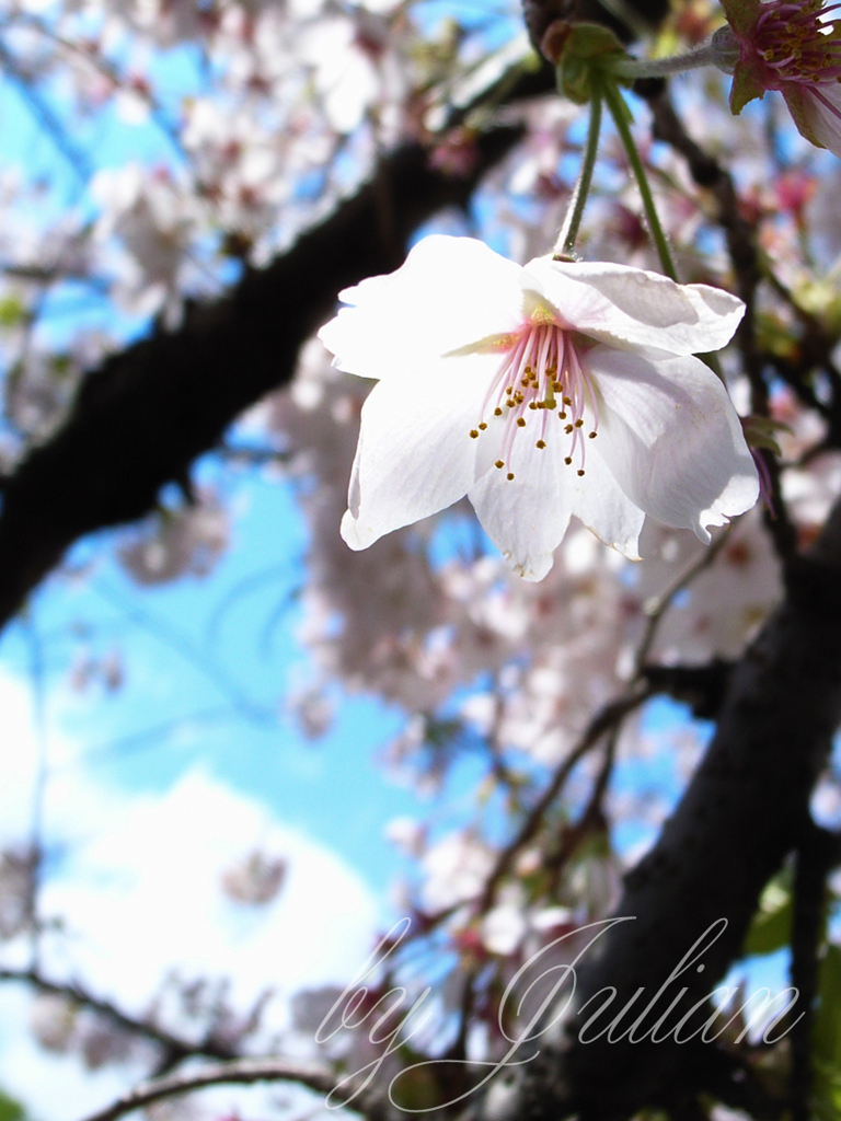 善福寺川の桜