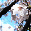 善福寺川の桜