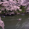 千鳥が淵にて