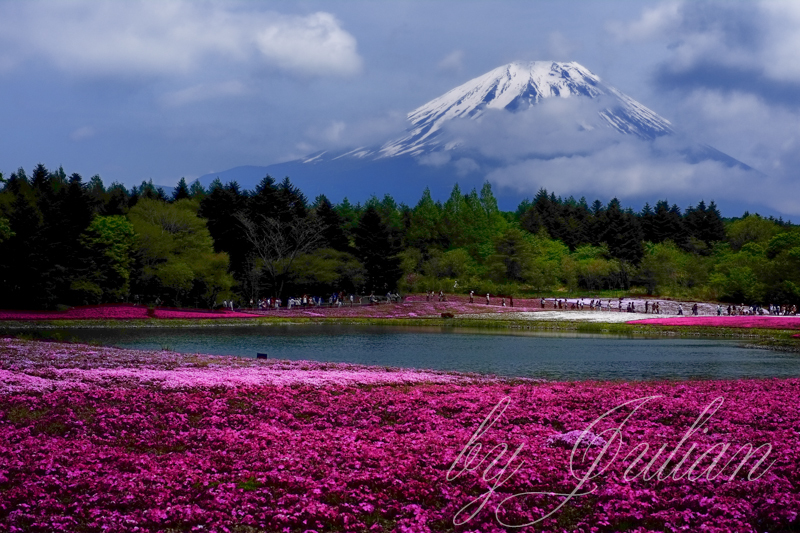 芝桜と富士山