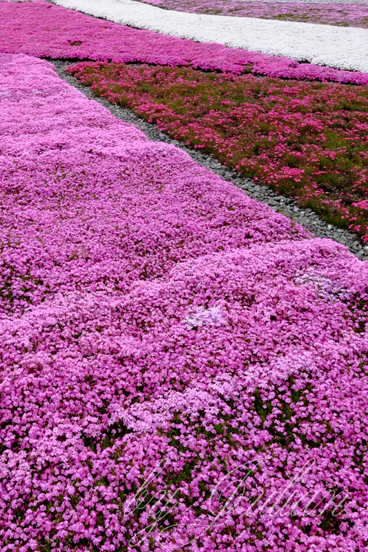 芝桜