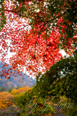 紅葉ツーリング　昇仙峡にて