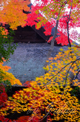 平林寺の紅葉