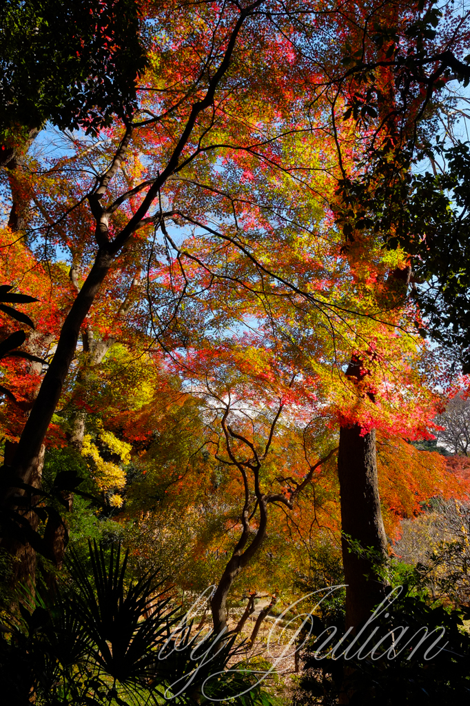 小石川後楽園の紅葉