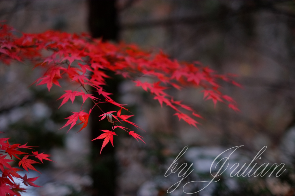 紅葉ツーリング　昇仙峡にて