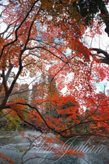 AT THE PARK in Autumn