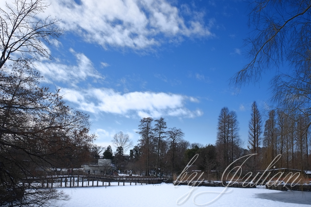 雪の公園