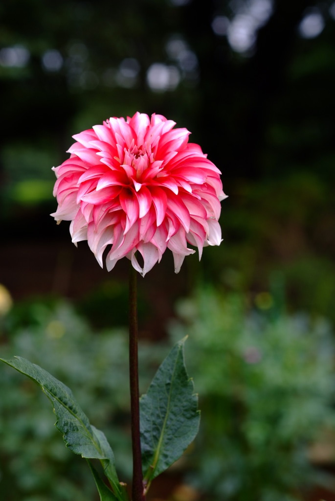 DSCF6037