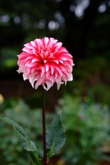 DSCF6037