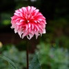 DSCF6037