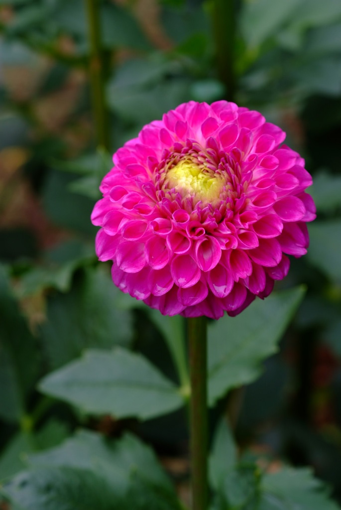 DSCF6050