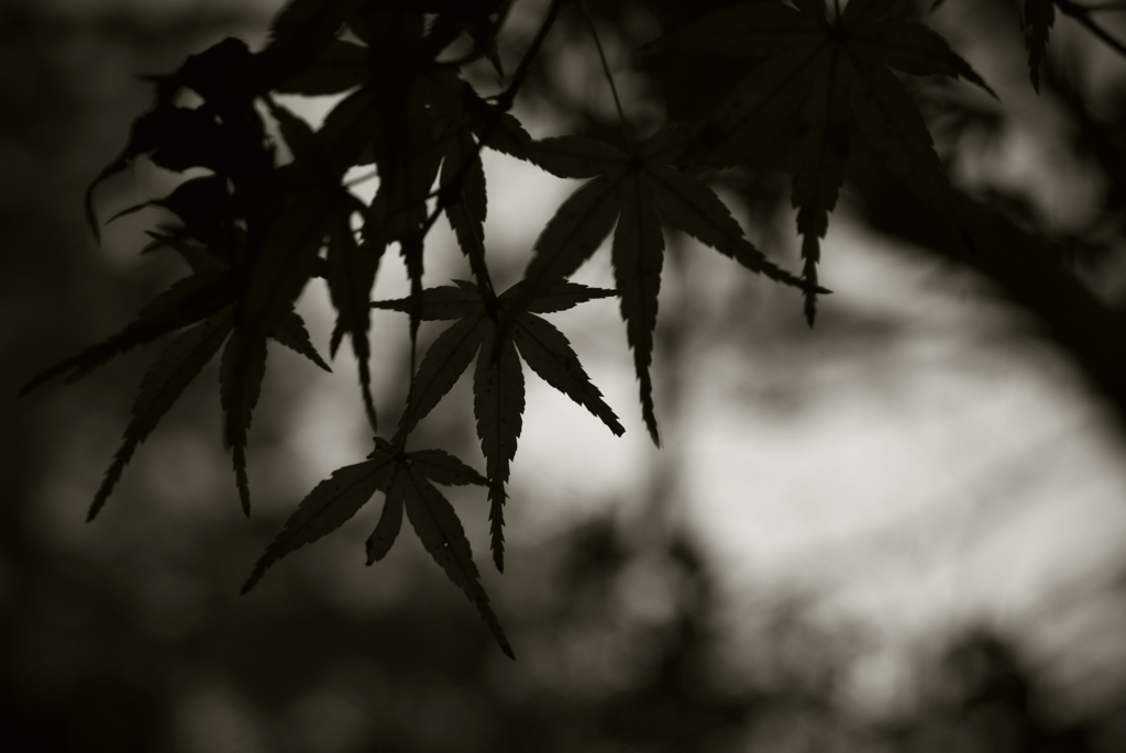 DSCF0211
