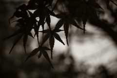 DSCF0211