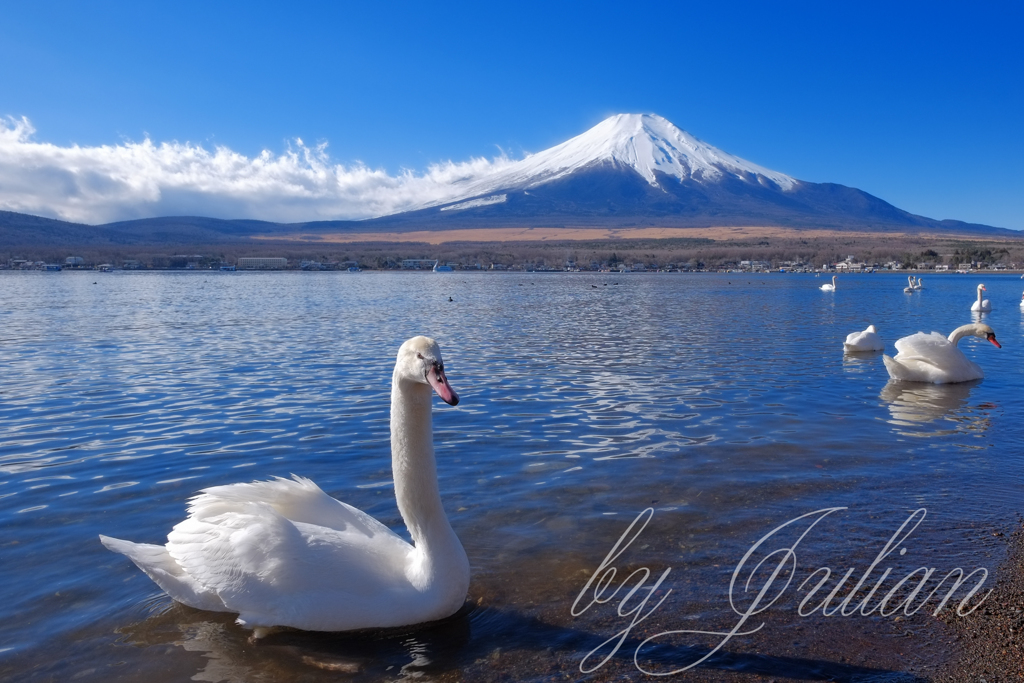 白鳥の湖