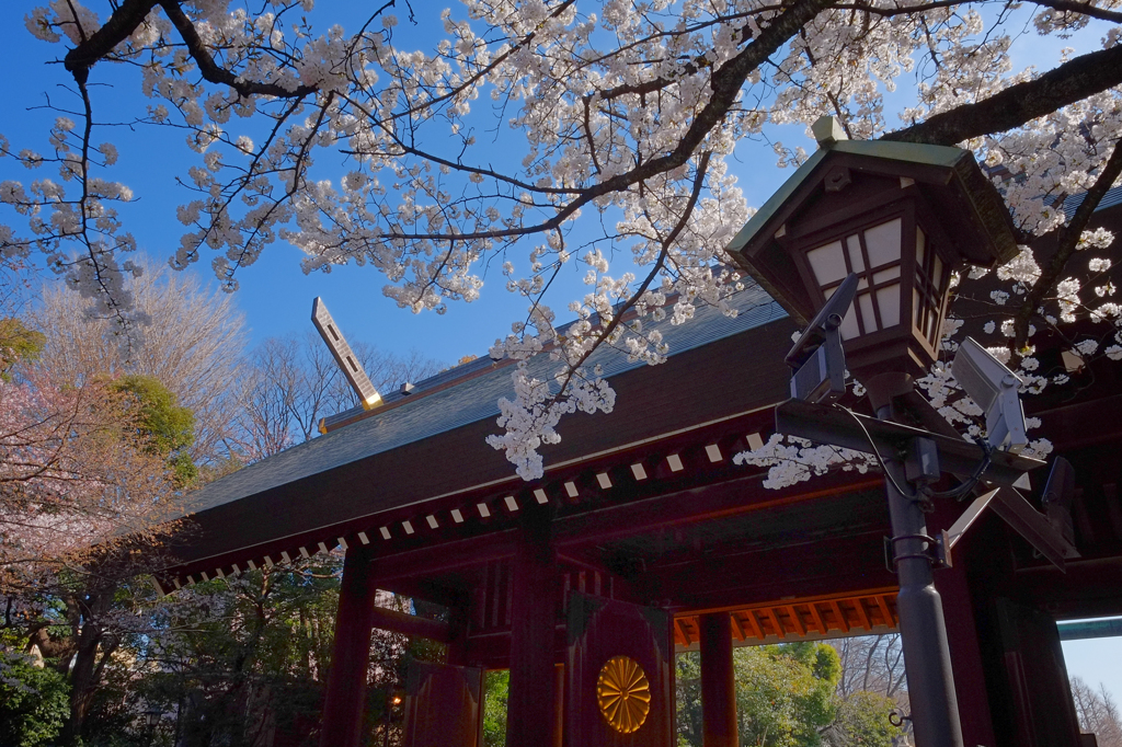 靖国神社の春