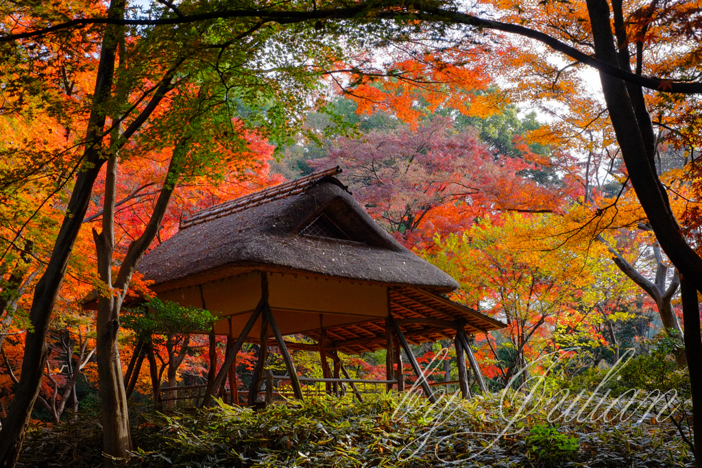 六義園にて