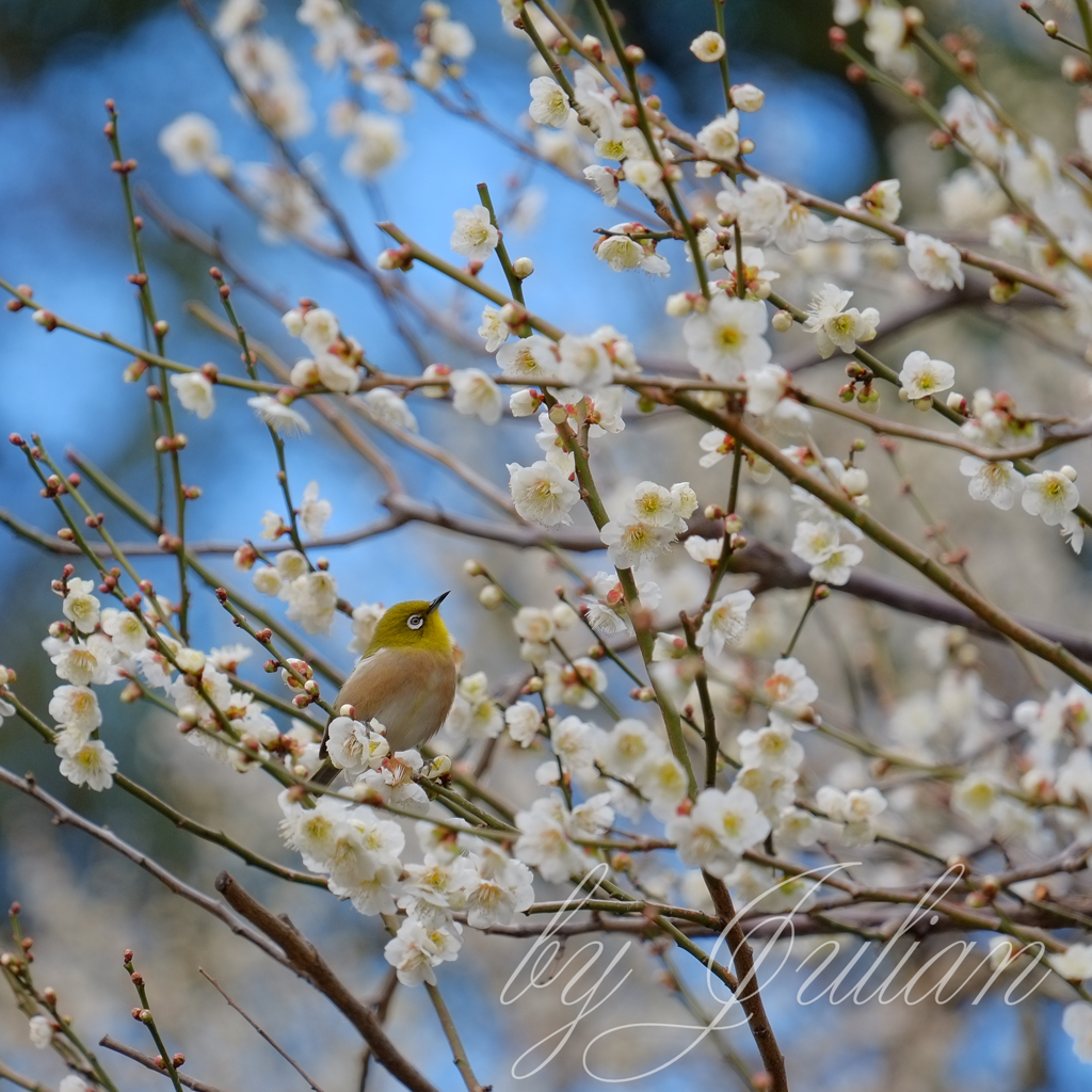 梅とウグイス（メジロ）