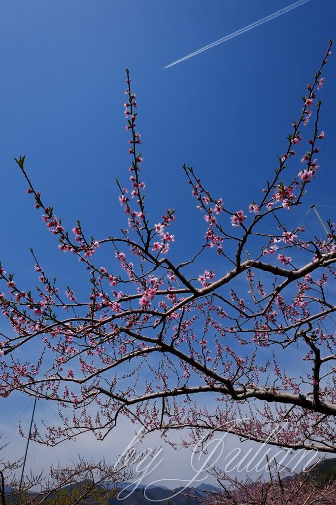 桃の花