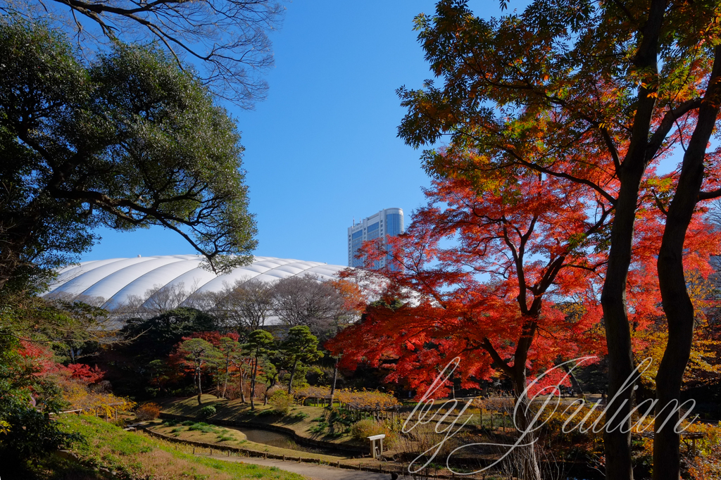 小石川後楽園の紅葉