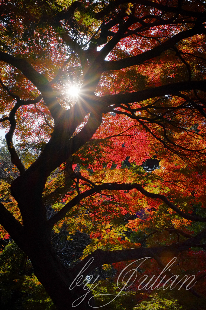 新宿御苑の紅葉