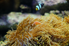 珊瑚礁の魚