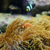 珊瑚礁の魚