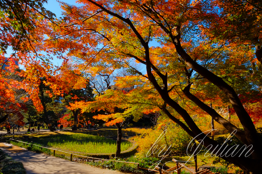 小石川後楽園の紅葉