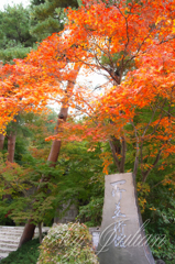 Fuji in Autumn