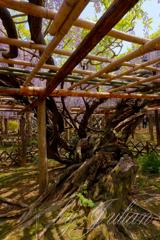 樹齢1200年　牛島の藤