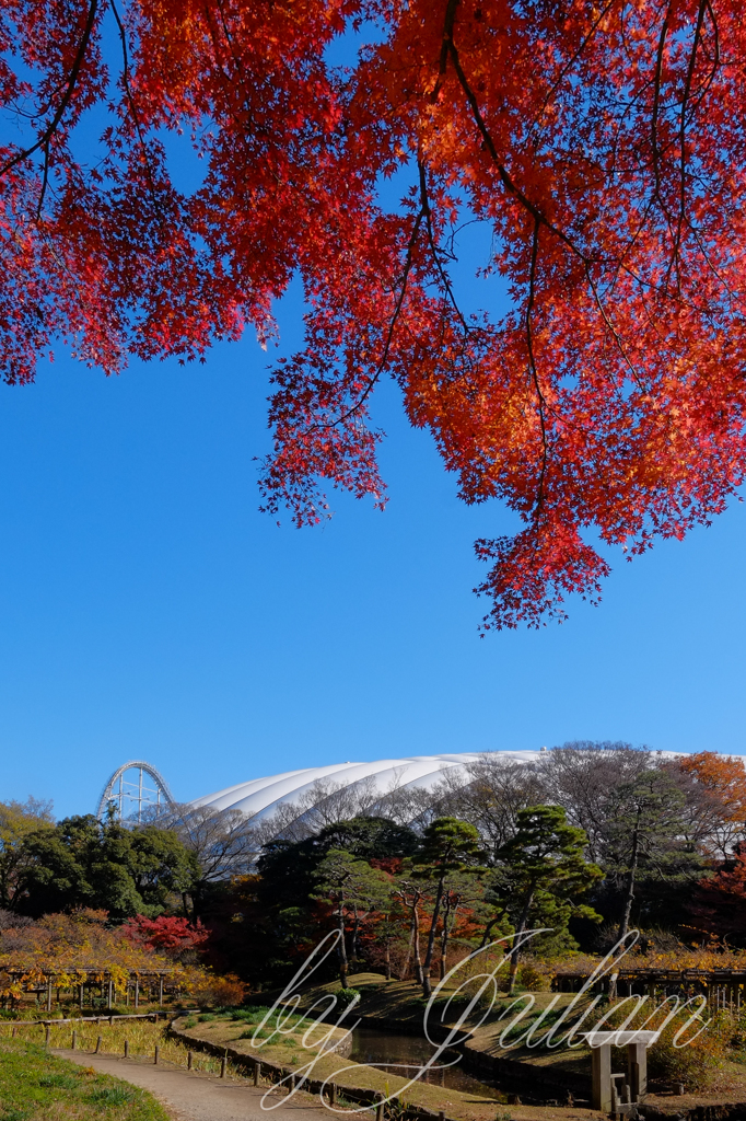 小石川後楽園の紅葉