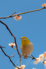 梅の季節