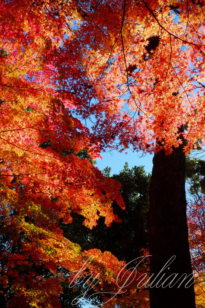 小石川後楽園の紅葉