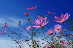 秋桜４