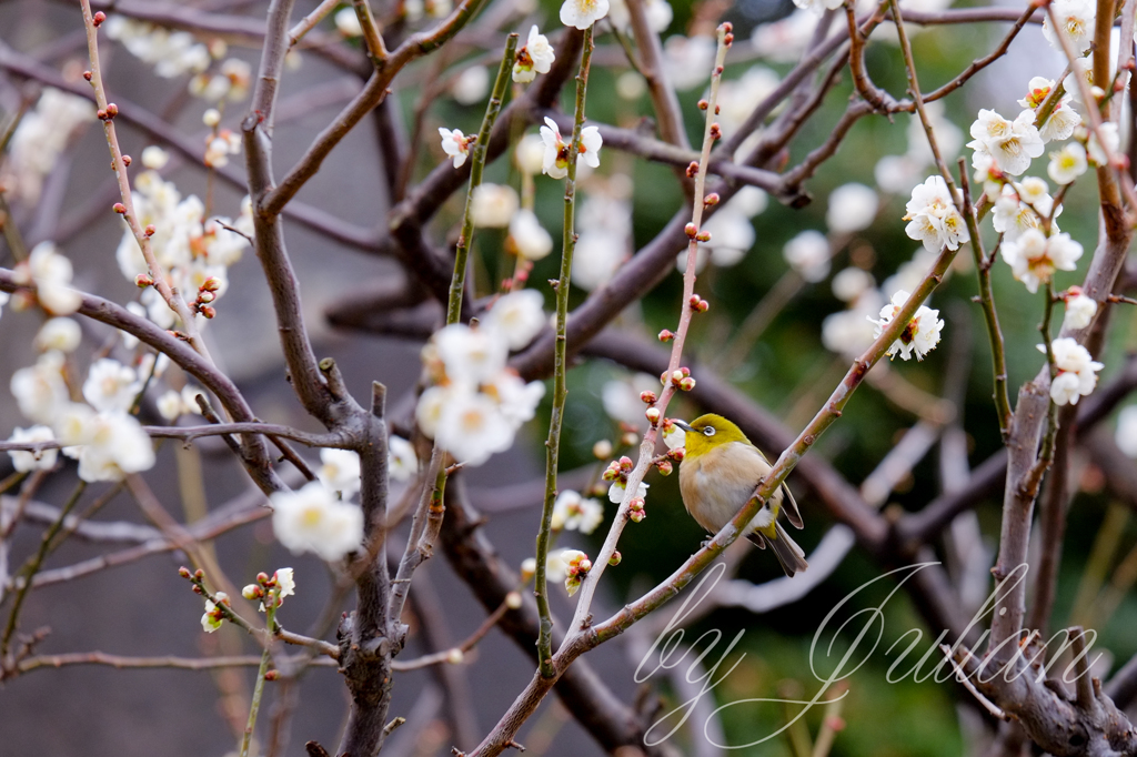 梅にウグイス（メジロ）