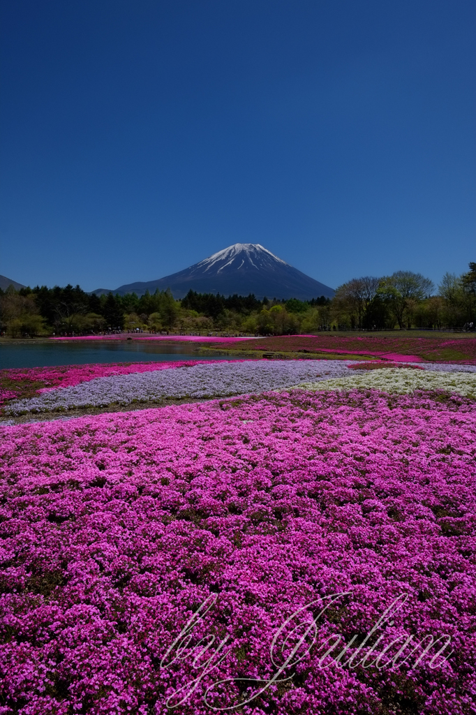 富士山と芝桜