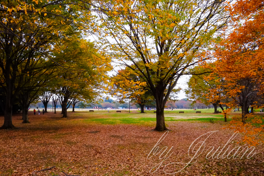 昭和記念公園の紅葉