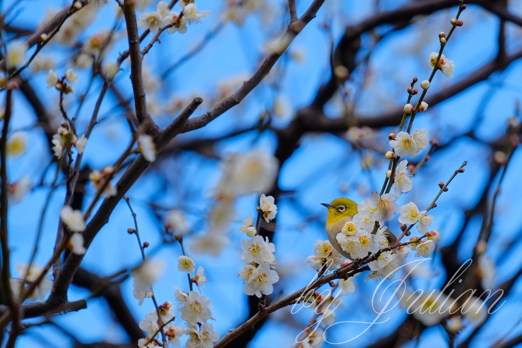 梅にウグイス（メジロ）